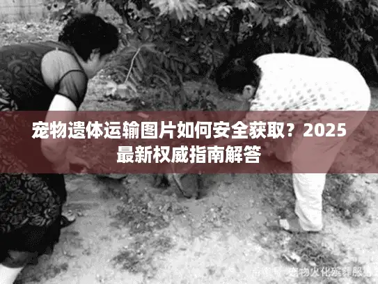 宠物遗体运输图片如何安全获取？2025最新权威指南解答
