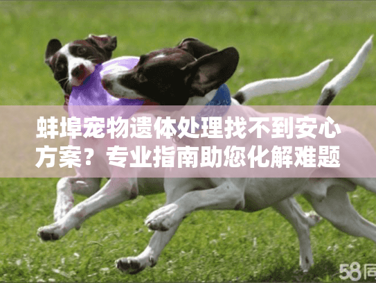 蚌埠宠物遗体处理找不到安心方案?专业指南助您化解难题 蚌埠宠物遗体处理找不到安心方案?专业指南助您化解难题