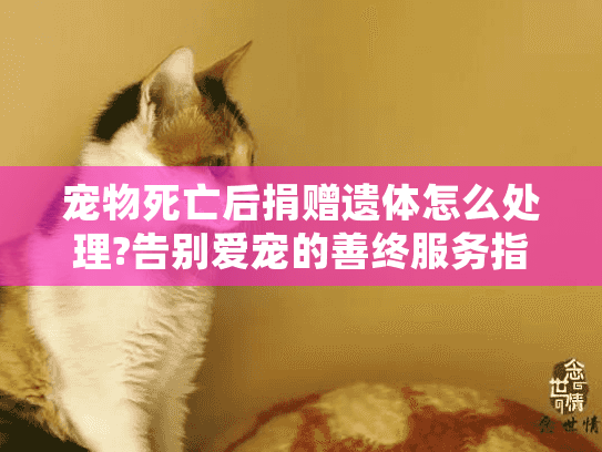 宠物死亡后捐赠遗体怎么处理?告别爱宠的善终服务指南 宠物死亡后捐赠遗体怎么处理?告别爱宠的善终服务指南