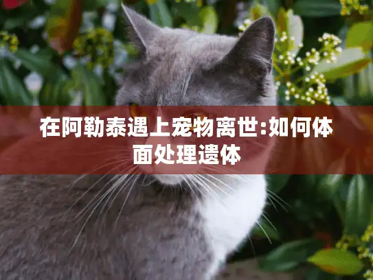 在阿勒泰遇上宠物离世:如何体面处理遗体