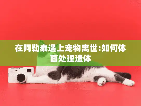 在阿勒泰遇上宠物离世:如何体面处理遗体