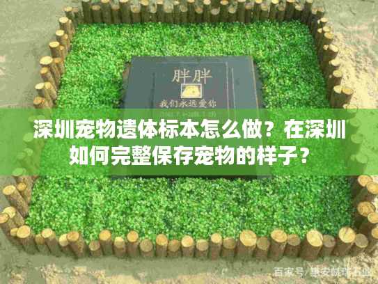 深圳宠物遗体标本怎么做？在深圳如何完整保存宠物的样子？