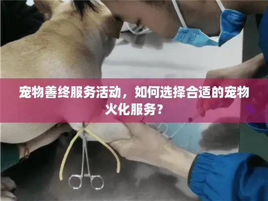 宠物善终服务活动,如何选择合适的宠物火化服务? 宠物善终服务活动,如何选择合适的宠物火化服务?