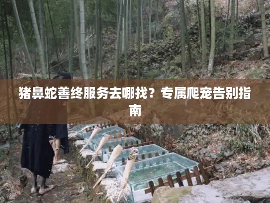 猪鼻蛇善终服务去哪找？专属爬宠告别指南