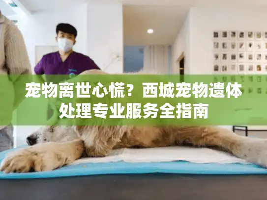 宠物离世心慌?西城宠物遗体处理专业服务全指南 宠物离世心慌?西城宠物遗体处理专业服务全指南