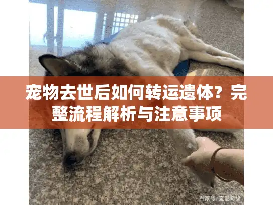宠物去世后如何转运遗体？完整流程解析与注意事项