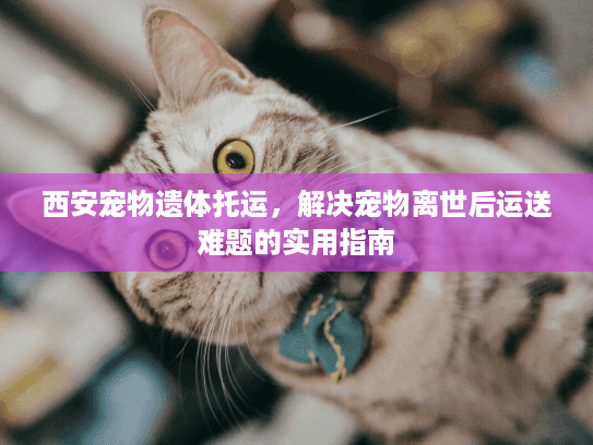 西安宠物遗体托运，解决宠物离世后运送难题的实用指南