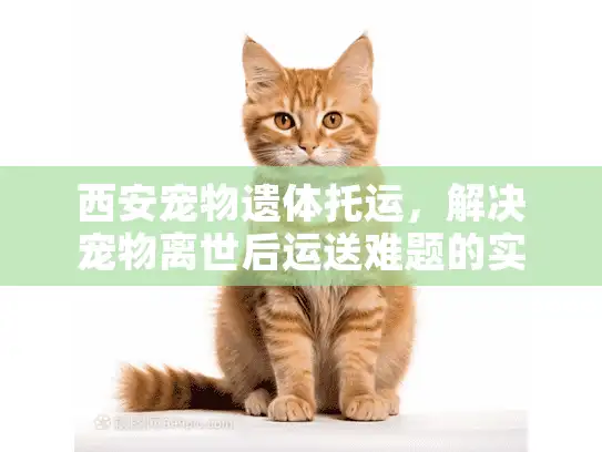 西安宠物遗体托运，解决宠物离世后运送难题的实用指南