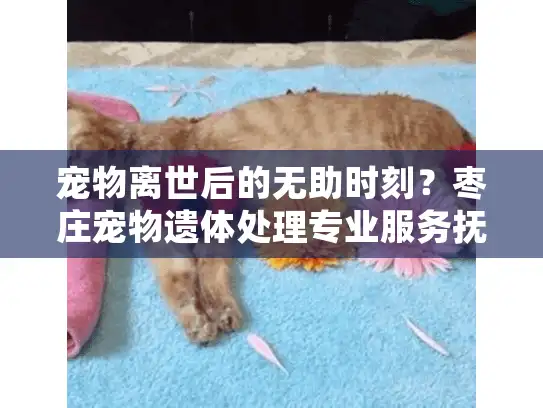 宠物离世后的无助时刻？枣庄宠物遗体处理专业服务抚慰心灵