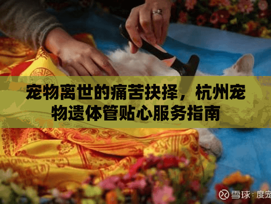宠物离世的痛苦抉择，杭州宠物遗体管贴心服务指南
