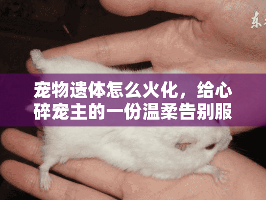 宠物遗体怎么火化，给心碎宠主的一份温柔告别服务指南