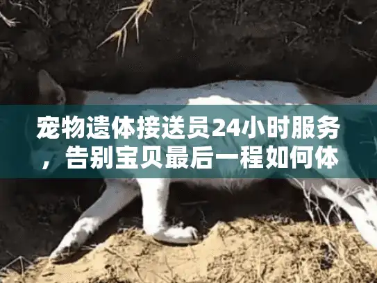 宠物遗体接送员24小时服务,告别宝贝最后一程如何体面完成? 宠物遗体接送员24小时服务,告别宝贝最后一程如何体面完成?