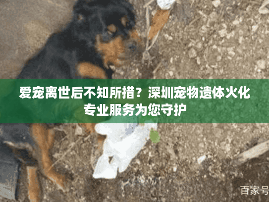 爱宠离世后不知所措？深圳宠物遗体火化专业服务为您守护