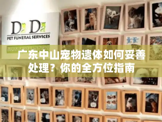 广东中山宠物遗体如何妥善处理？你的全方位指南