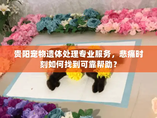 贵阳宠物遗体处理专业服务，悲痛时刻如何找到可靠帮助？