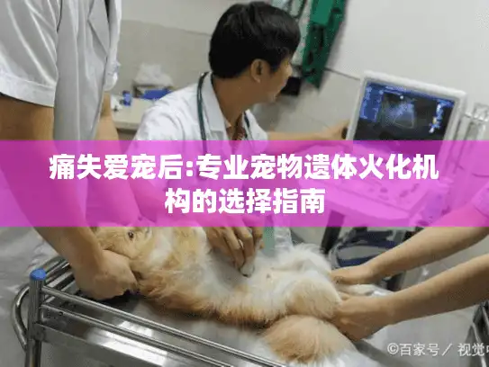 痛失爱宠后:专业宠物遗体火化机构的选择指南