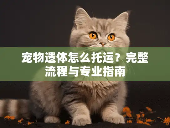 宠物遗体怎么托运？完整流程与专业指南