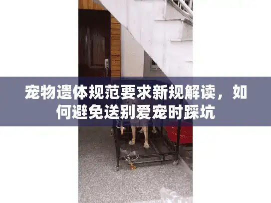 宠物遗体规范要求新规解读，如何避免送别爱宠时踩坑