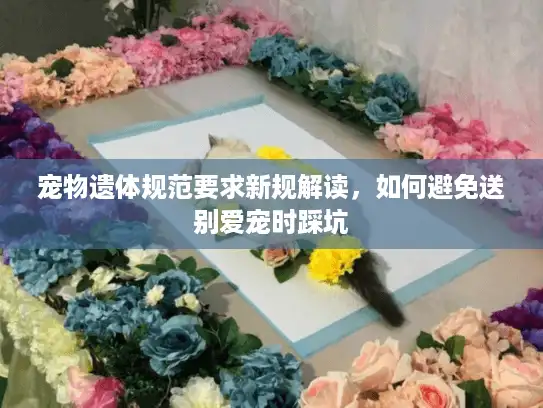 宠物遗体规范要求新规解读，如何避免送别爱宠时踩坑