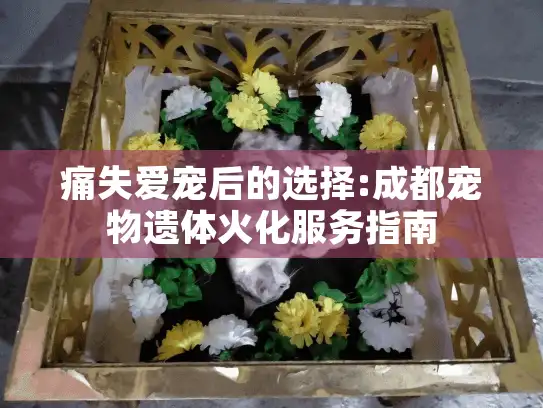 痛失爱宠后的选择:成都宠物遗体火化服务指南 痛失爱宠后的选择:成都宠物遗体火化服务指南