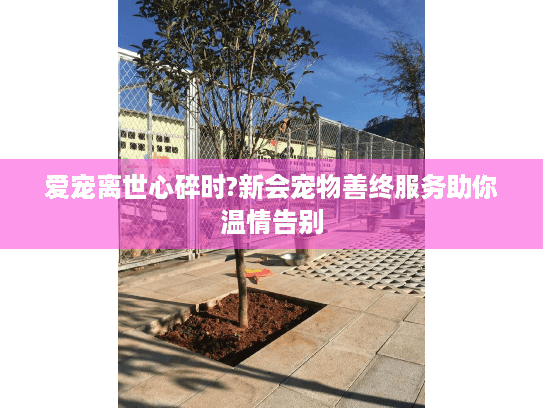 爱宠离世心碎时?新会宠物善终服务助你温情告别