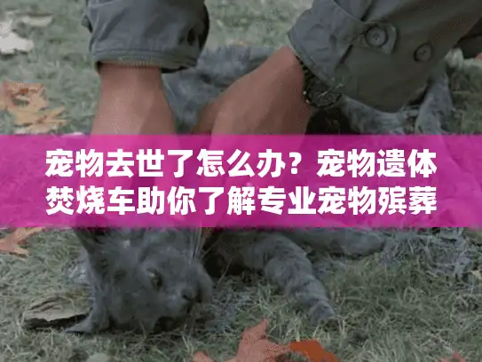 宠物去世了怎么办？宠物遗体焚烧车助你了解专业宠物殡葬服务