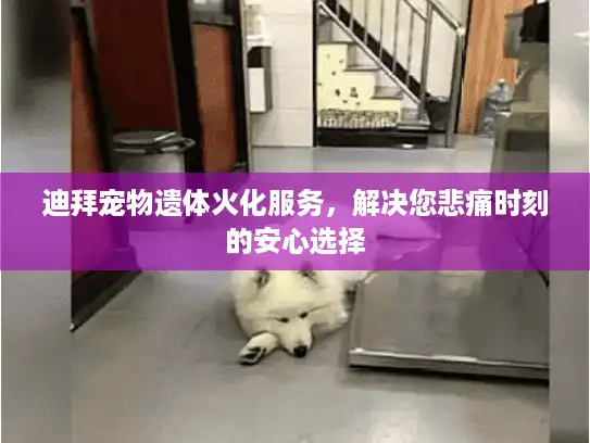 迪拜宠物遗体火化服务,解决您悲痛时刻的安心选择 迪拜宠物遗体火化服务,解决您悲痛时刻的安心选择