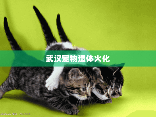 武汉宠物遗体火化