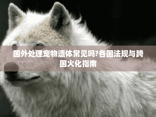 国外处理宠物遗体常见吗?各国法规与跨国火化指南