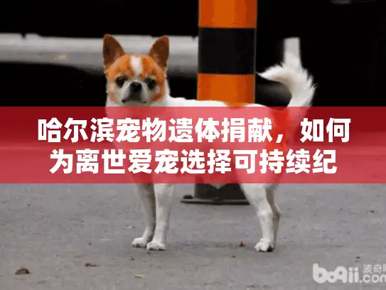 哈尔滨宠物遗体捐献，如何为离世爱宠选择可持续纪念方案？