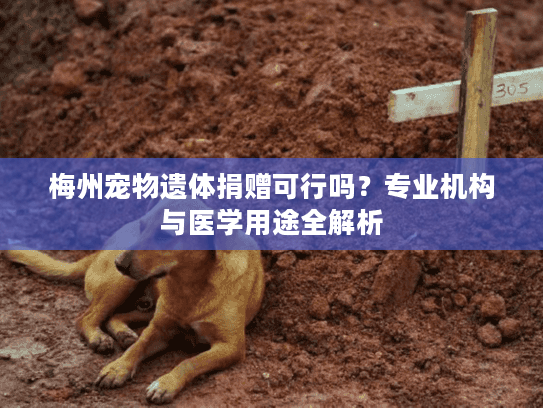 梅州宠物遗体捐赠可行吗？专业机构与医学用途全解析