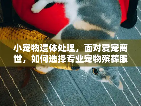 小宠物遗体处理，面对爱宠离世，如何选择专业宠物殡葬服务？