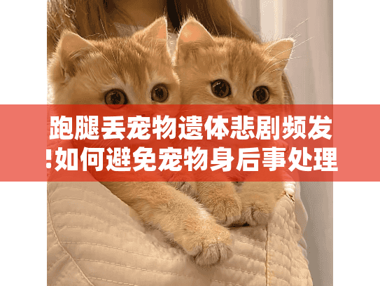 跑腿丢宠物遗体悲剧频发!如何避免宠物身后事处理不当的惨痛教训