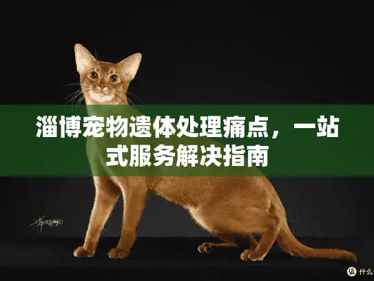 淄博宠物遗体处理痛点，一站式服务解决指南