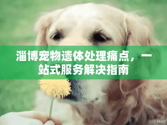 淄博宠物遗体处理痛点，一站式服务解决指南