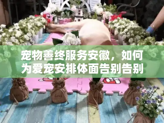 宠物善终服务安徽,如何为爱宠安排体面告别告别方案? 宠物善终服务安徽,如何为爱宠安排体面告别告别方案?