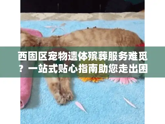 西固区宠物遗体殡葬服务难觅?一站式贴心指南助您走出困境 西固区宠物遗体殡葬服务难觅?一站式贴心指南助您走出困境