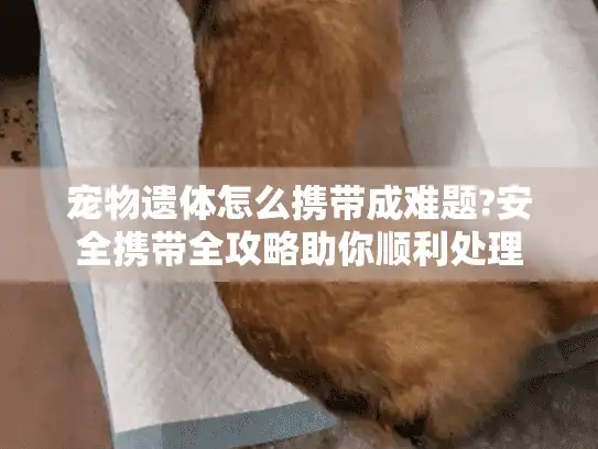 宠物遗体怎么携带成难题?安全携带全攻略助你顺利处理