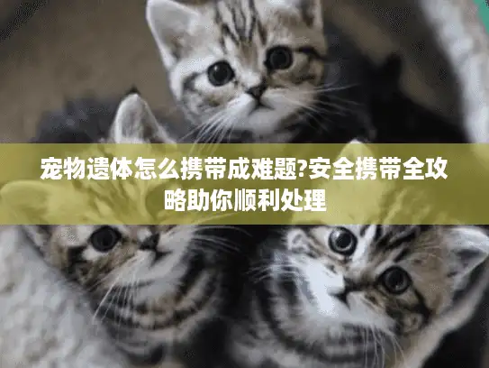 宠物遗体怎么携带成难题?安全携带全攻略助你顺利处理