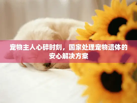 宠物主人心碎时刻，国家处理宠物遗体的安心解决方案