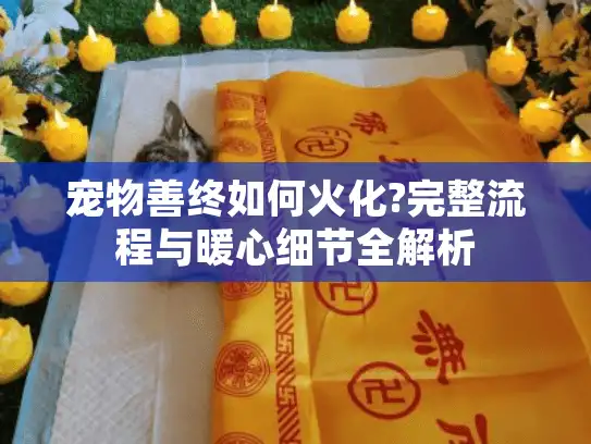宠物善终如何火化?完整流程与暖心细节全解析
