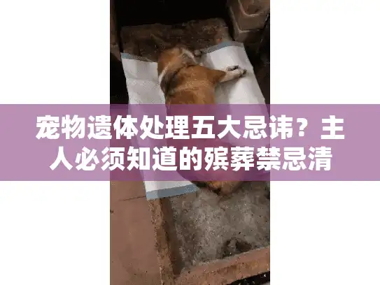 宠物遗体处理五大忌讳？主人必须知道的殡葬禁忌清单