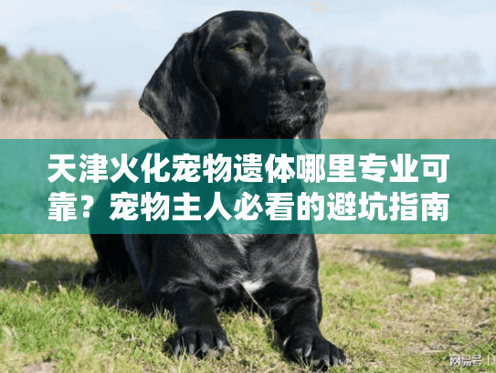 天津火化宠物遗体哪里专业可靠?宠物主人必看的避坑指南 天津火化宠物遗体哪里专业可靠?宠物主人必看的避坑指南