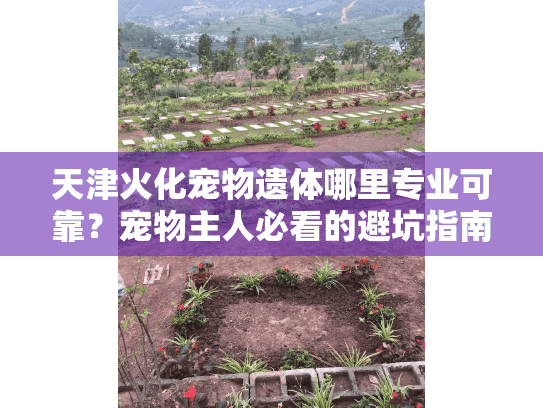 天津火化宠物遗体哪里专业可靠?宠物主人必看的避坑指南 天津火化宠物遗体哪里专业可靠?宠物主人必看的避坑指南