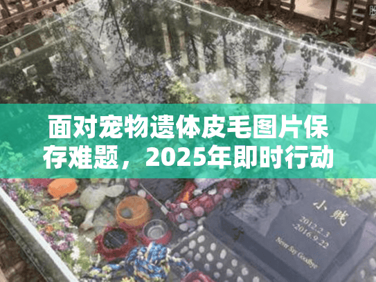 面对宠物遗体皮毛图片保存难题，2025年即时行动指南