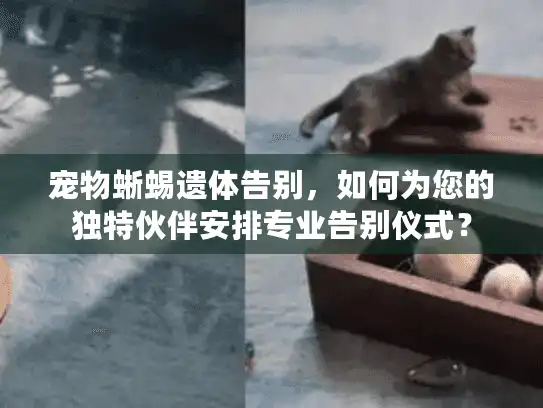 宠物蜥蜴遗体告别，如何为您的独特伙伴安排专业告别仪式？