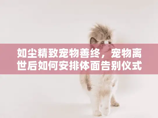 如尘精致宠物善终，宠物离世后如何安排体面告别仪式？