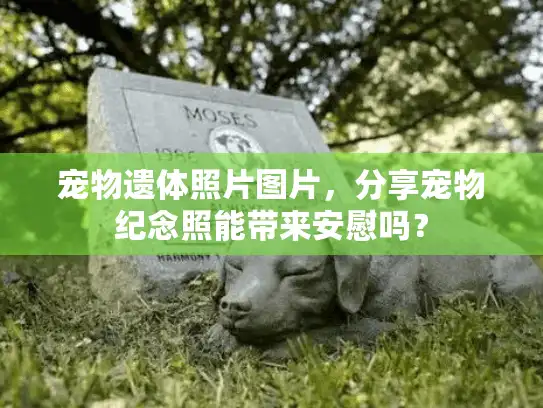 宠物遗体照片图片,分享宠物纪念照能带来安慰吗? 宠物遗体照片图片,分享宠物纪念照能带来安慰吗?
