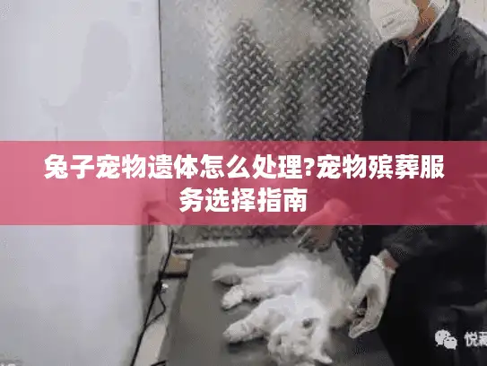 兔子宠物遗体怎么处理?宠物殡葬服务选择指南