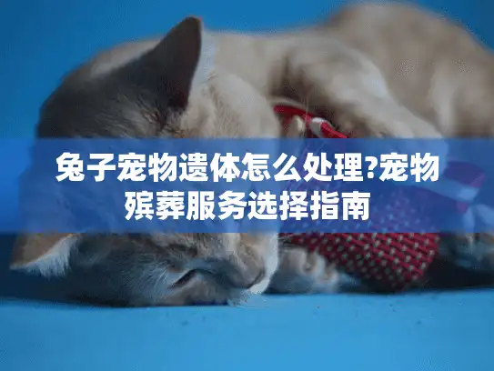 兔子宠物遗体怎么处理?宠物殡葬服务选择指南